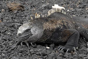 iguana marina